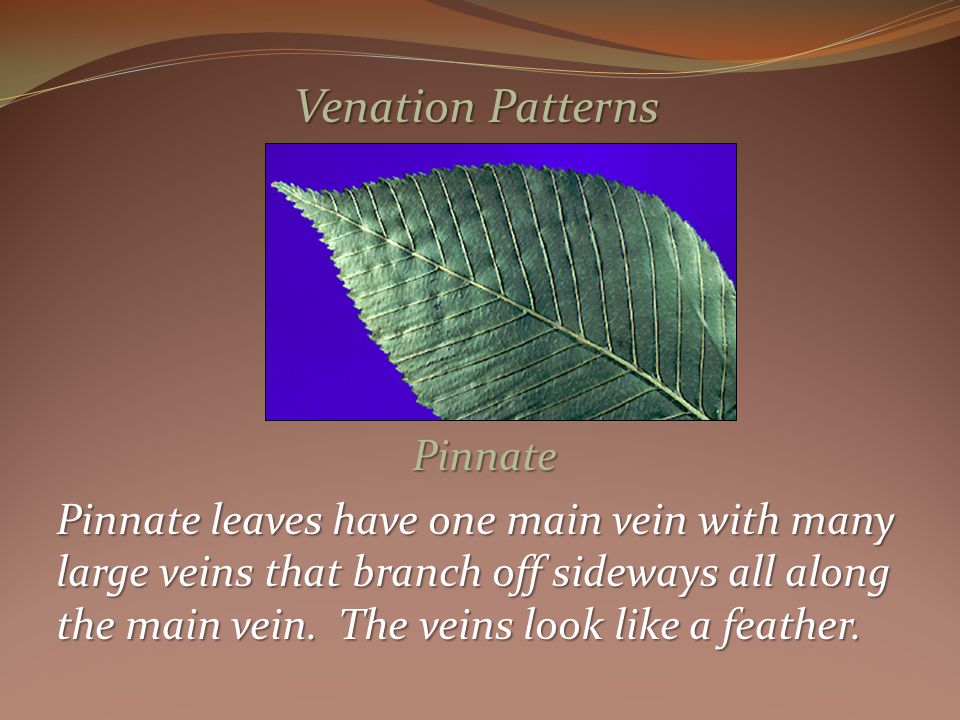 Pinnate Pinnate leaves have one main vein with many large veins that branch off sideways all along the main vein.