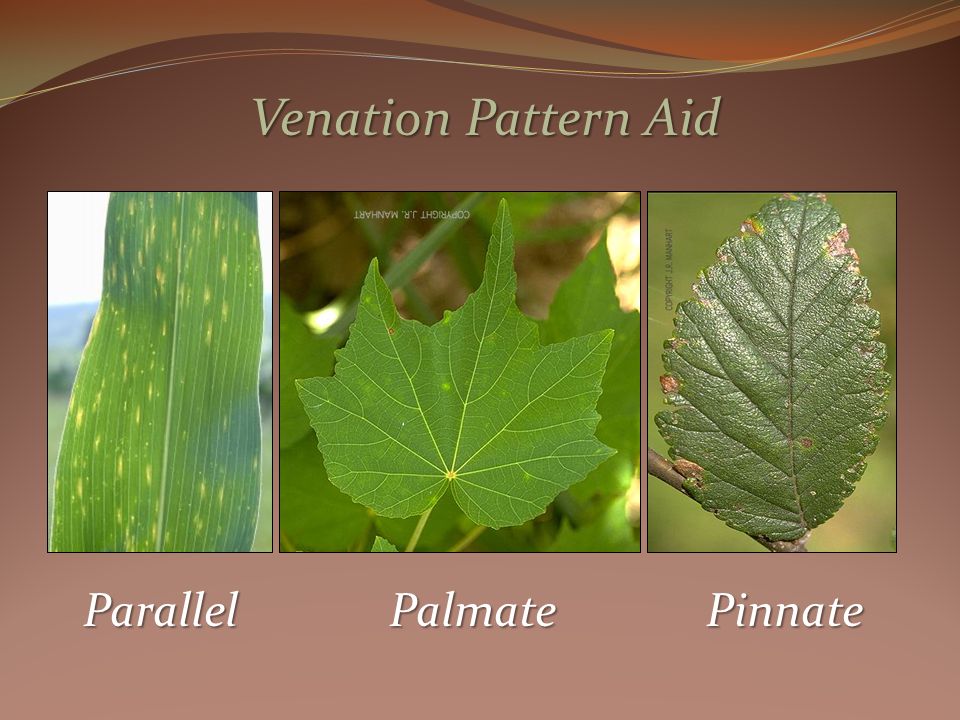 Venation Pattern Aid ParallelPalmatePinnate
