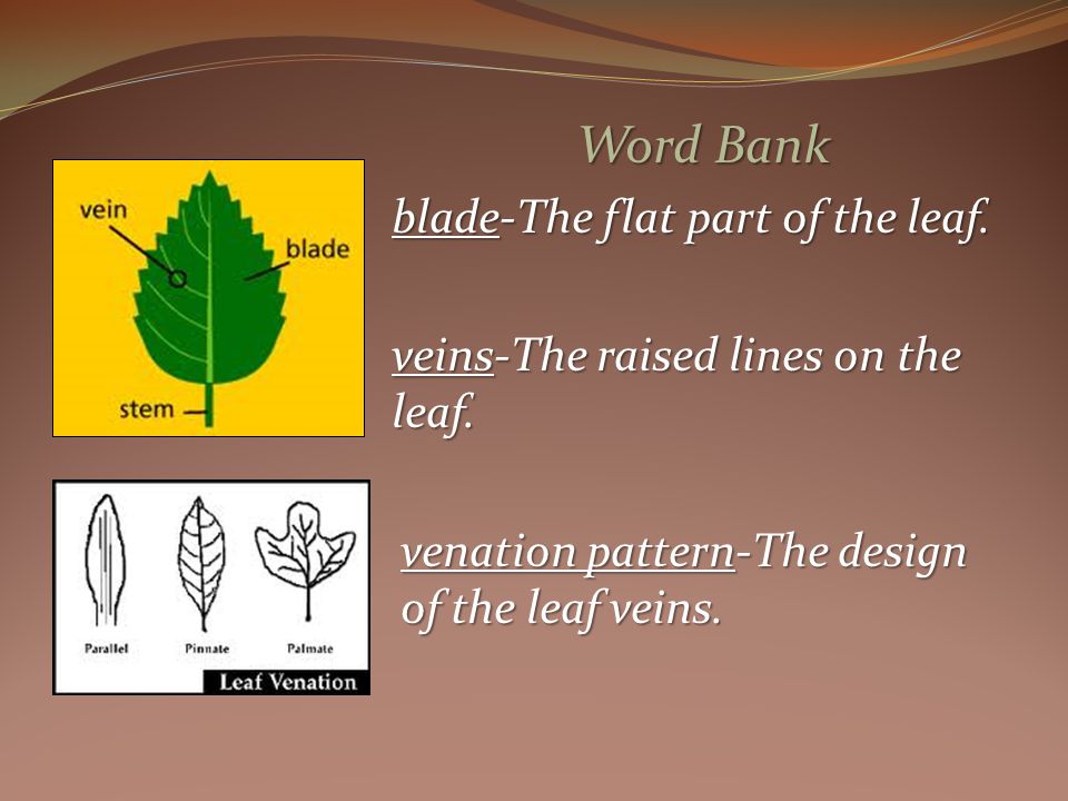 Word Bank blade-The flat part of the leaf. veins-The raised lines on the leaf.