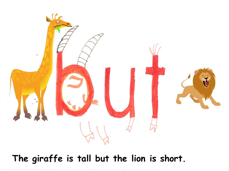 The giraffe is tall but the lion is short.