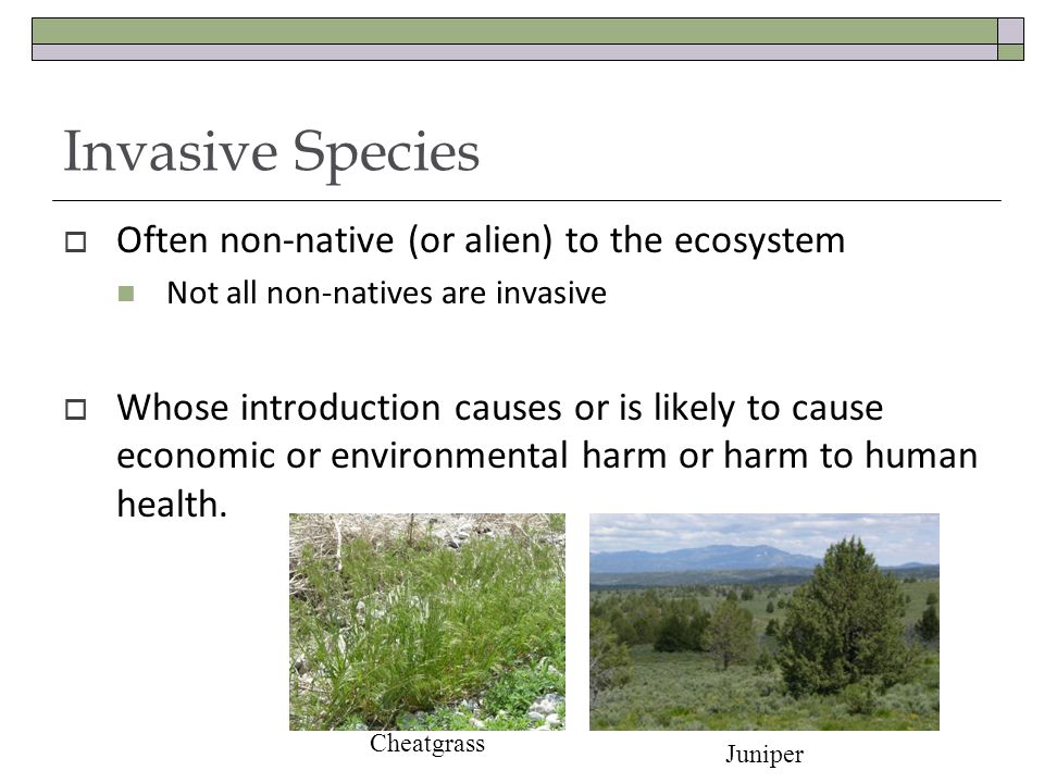 Invasive Species Often non-native (or alien) to the ecosystem Not all non-natives are invasive Whose introduction causes or is likely to cause economic or environmental harm or harm to human health.