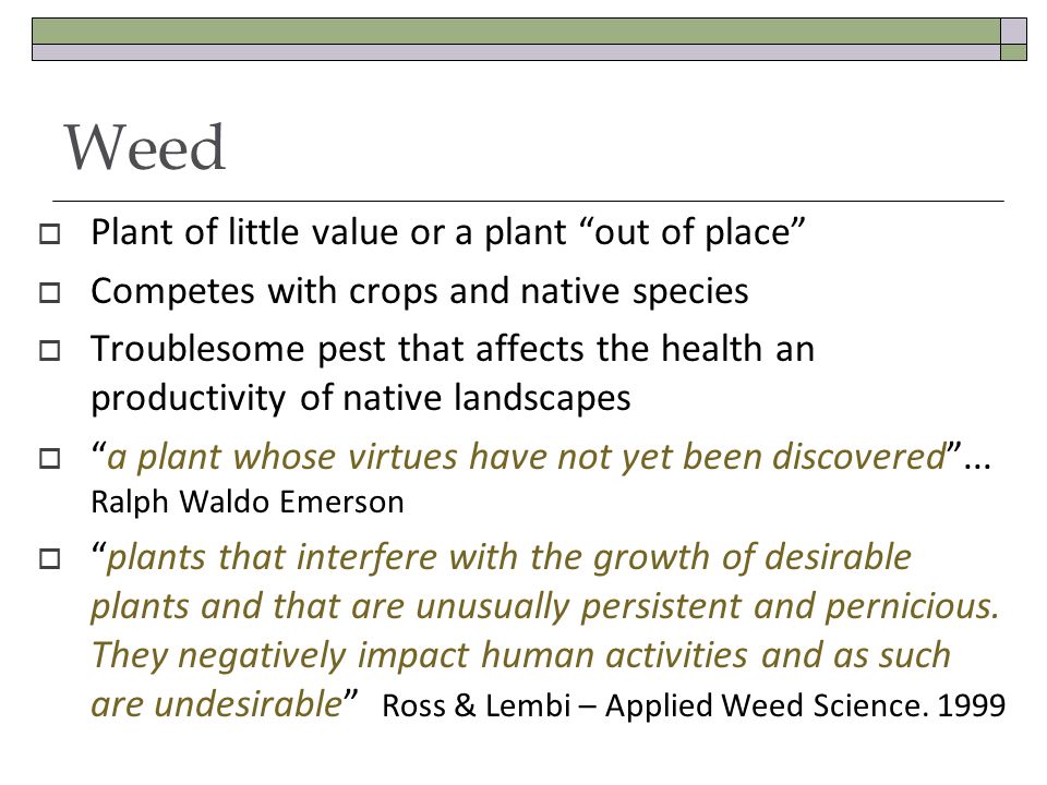 Weed Plant of little value or a plant out of place Competes with crops and native species Troublesome pest that affects the health an productivity of native landscapes a plant whose virtues have not yet been discovered...
