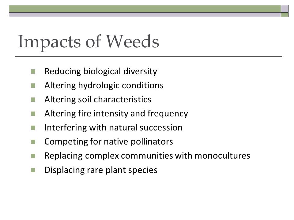 Impacts of Weeds Reducing biological diversity Altering hydrologic conditions Altering soil characteristics Altering fire intensity and frequency Interfering with natural succession Competing for native pollinators Replacing complex communities with monocultures Displacing rare plant species