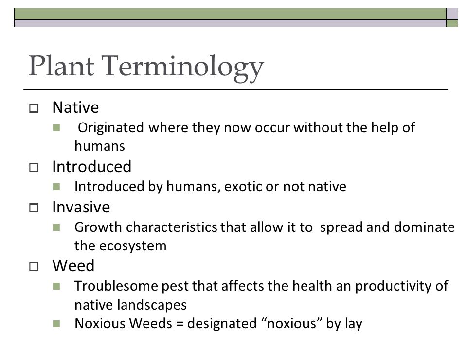 Plant Terminology Native Originated where they now occur without the help of humans Introduced Introduced by humans, exotic or not native Invasive Growth characteristics that allow it to spread and dominate the ecosystem Weed Troublesome pest that affects the health an productivity of native landscapes Noxious Weeds = designated noxious by lay