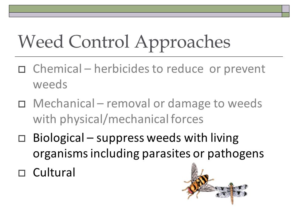 Weed Control Approaches Chemical – herbicides to reduce or prevent weeds Mechanical – removal or damage to weeds with physical/mechanical forces Biological – suppress weeds with living organisms including parasites or pathogens Cultural
