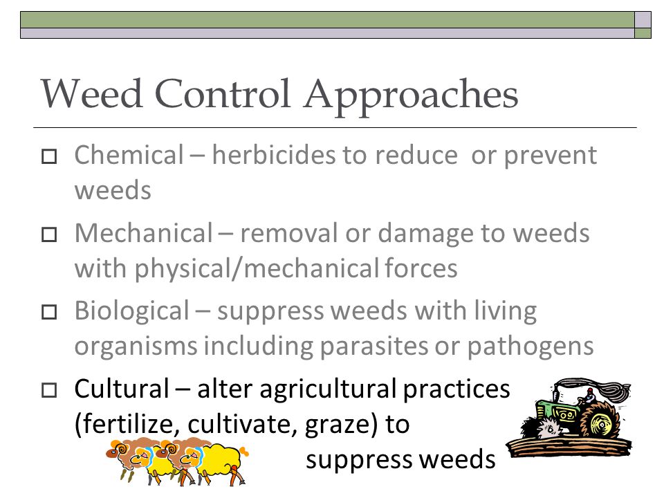 Weed Control Approaches Chemical – herbicides to reduce or prevent weeds Mechanical – removal or damage to weeds with physical/mechanical forces Biological – suppress weeds with living organisms including parasites or pathogens Cultural – alter agricultural practices (fertilize, cultivate, graze) to suppress weeds