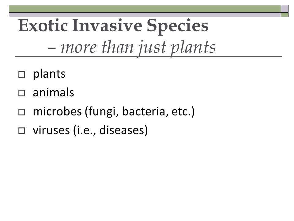 Exotic Invasive Species – more than just plants plants animals microbes (fungi, bacteria, etc.) viruses (i.e., diseases)