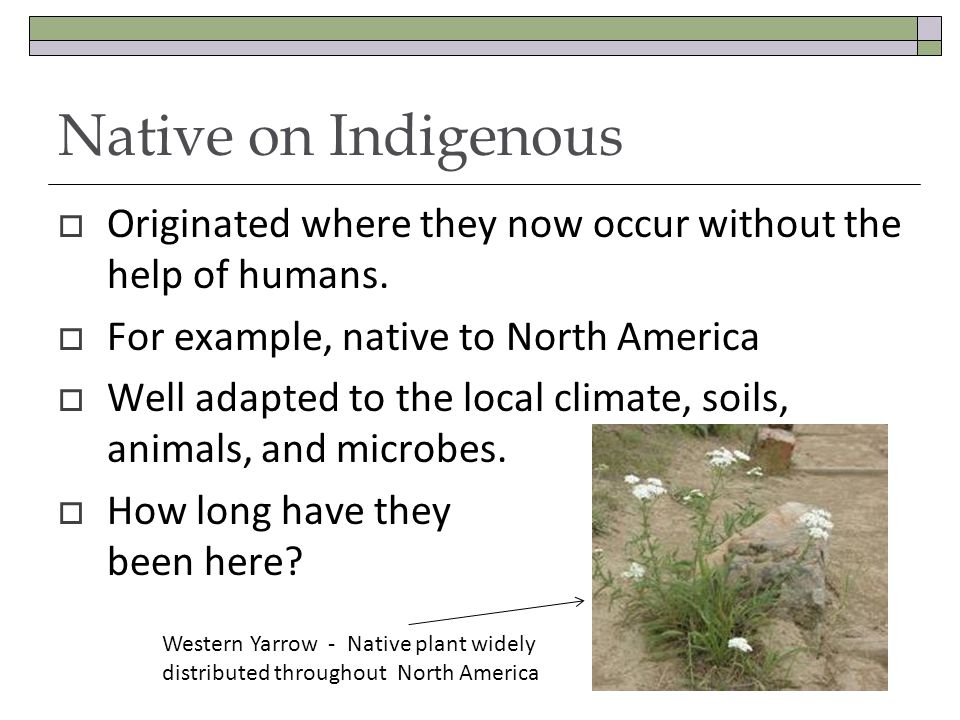 Native on Indigenous Originated where they now occur without the help of humans.