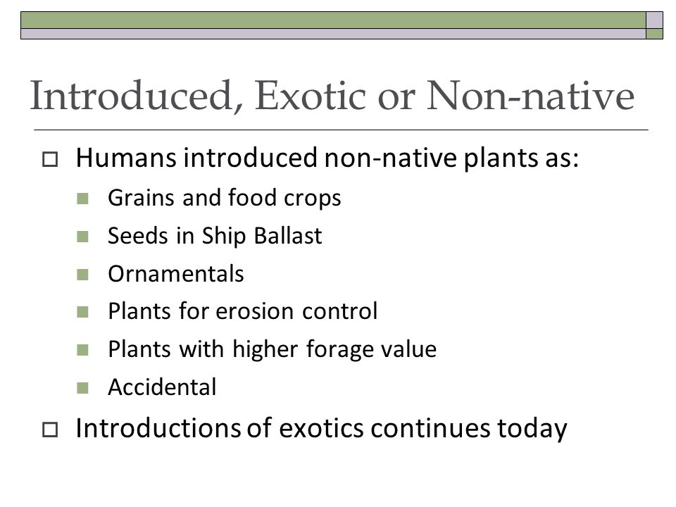 Introduced, Exotic or Non-native Humans introduced non-native plants as: Grains and food crops Seeds in Ship Ballast Ornamentals Plants for erosion control Plants with higher forage value Accidental Introductions of exotics continues today