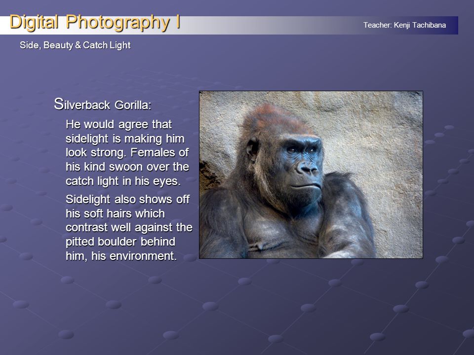 Teacher: Kenji Tachibana Digital Photography I Side, Beauty & Catch Light S ilverback Gorilla: He would agree that sidelight is making him look strong.