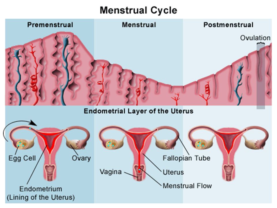 Estres y la menstruacion