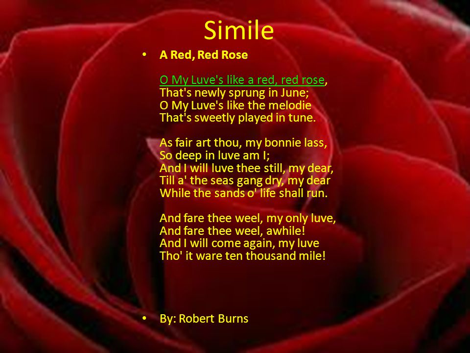 Project By: Taylor Russell. A Red, Red Rose O My Luve's a red, red rose, That's newly sprung in June; O My Luve's like the melodie. - ppt download