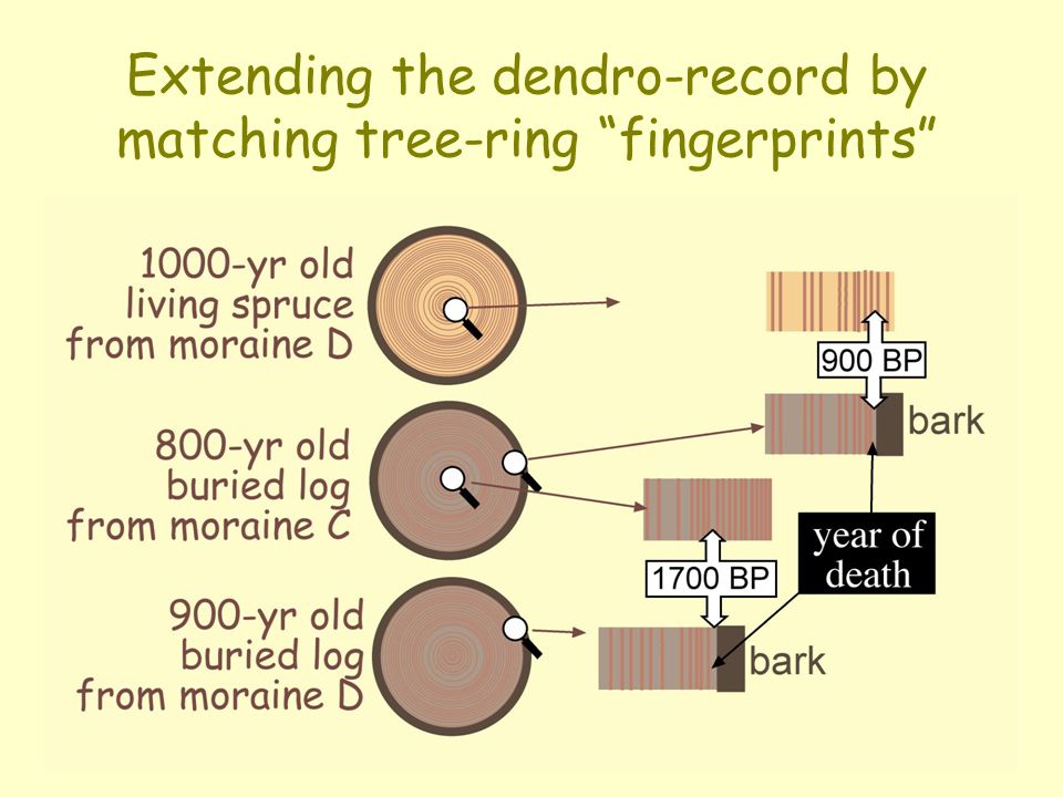 Tree ring dating examples