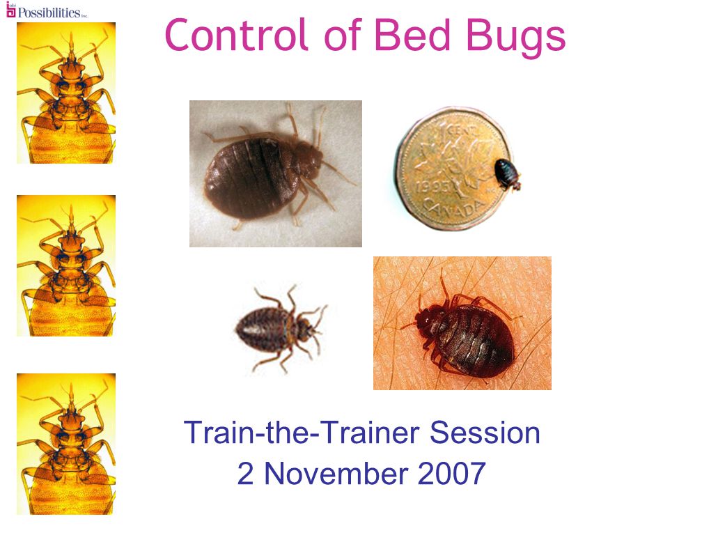 Control of Bed Bugs Train-the-Trainer Session 2 November 2007