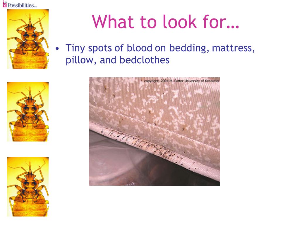 What to look for… Tiny spots of blood on bedding, mattress, pillow, and bedclothes
