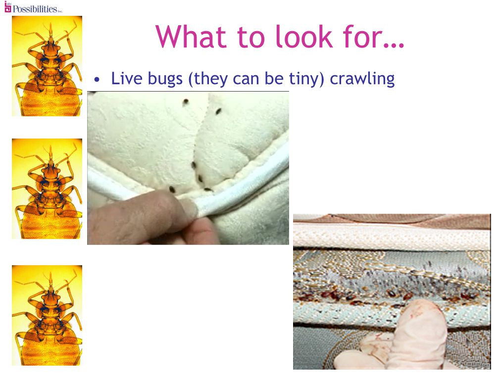What to look for… Live bugs (they can be tiny) crawling