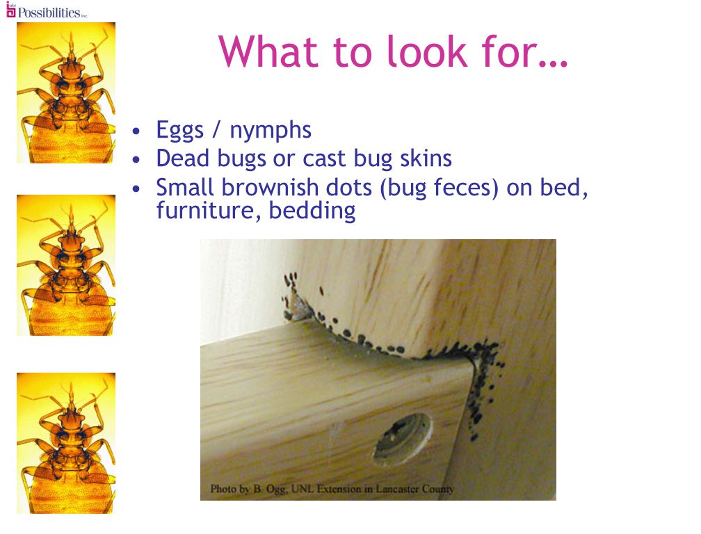 What to look for… Eggs / nymphs Dead bugs or cast bug skins Small brownish dots (bug feces) on bed, furniture, bedding