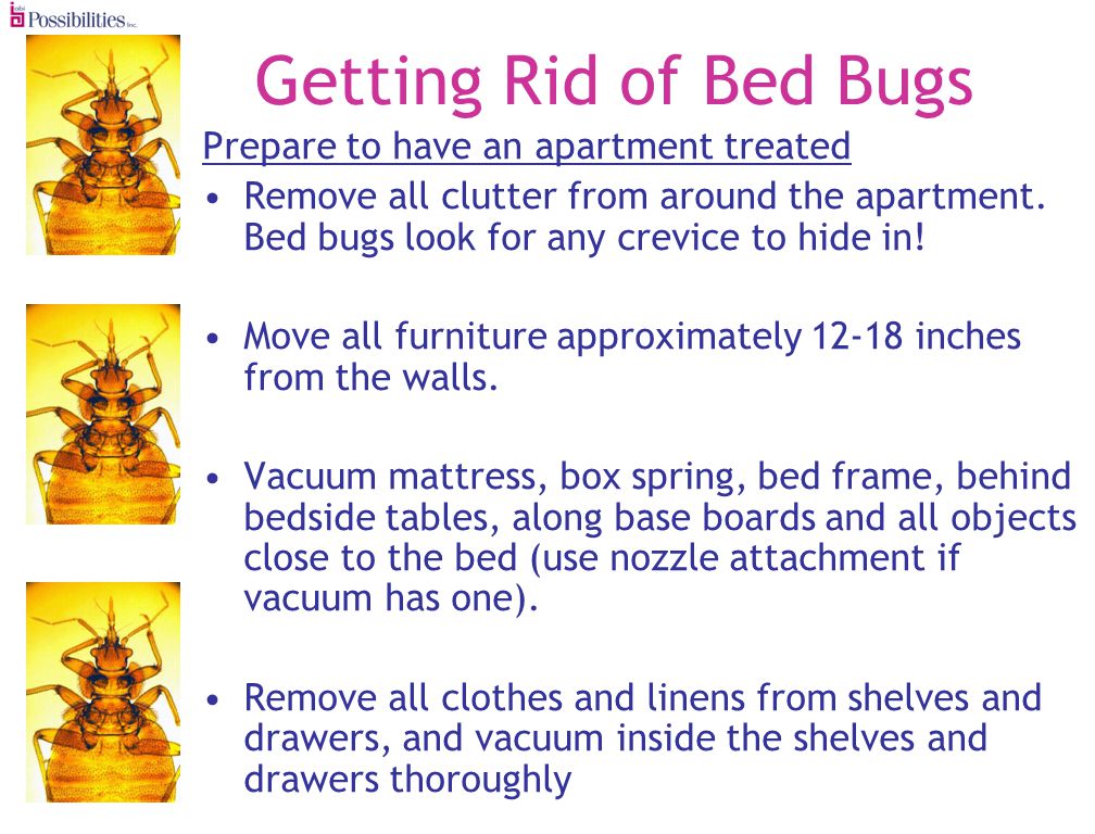 Getting Rid of Bed Bugs Prepare to have an apartment treated Remove all clutter from around the apartment.