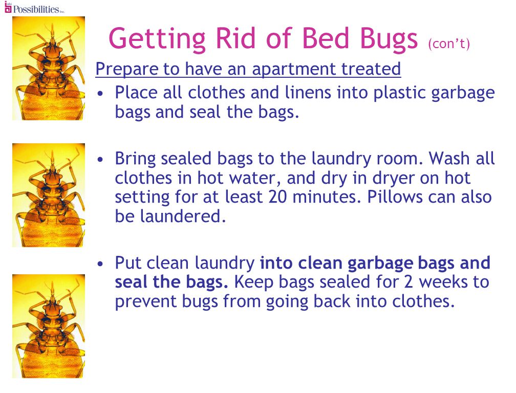 Getting Rid of Bed Bugs (cont) Prepare to have an apartment treated Place all clothes and linens into plastic garbage bags and seal the bags.