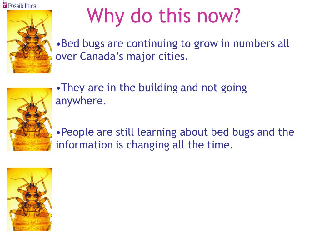 Why do this now. Bed bugs are continuing to grow in numbers all over Canadas major cities.