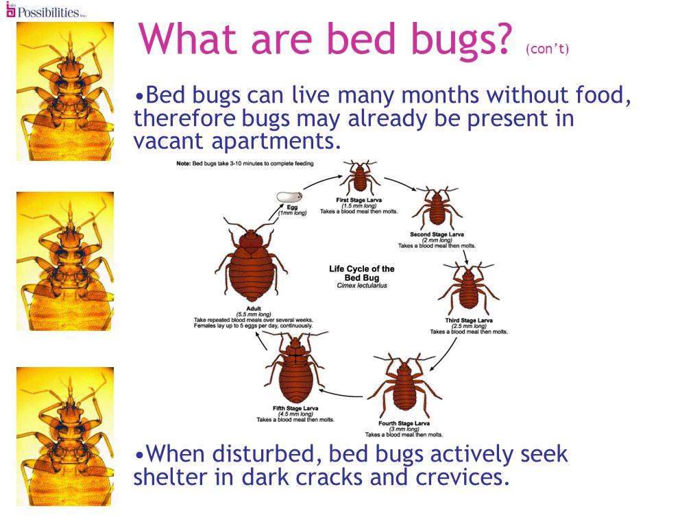 What are bed bugs.
