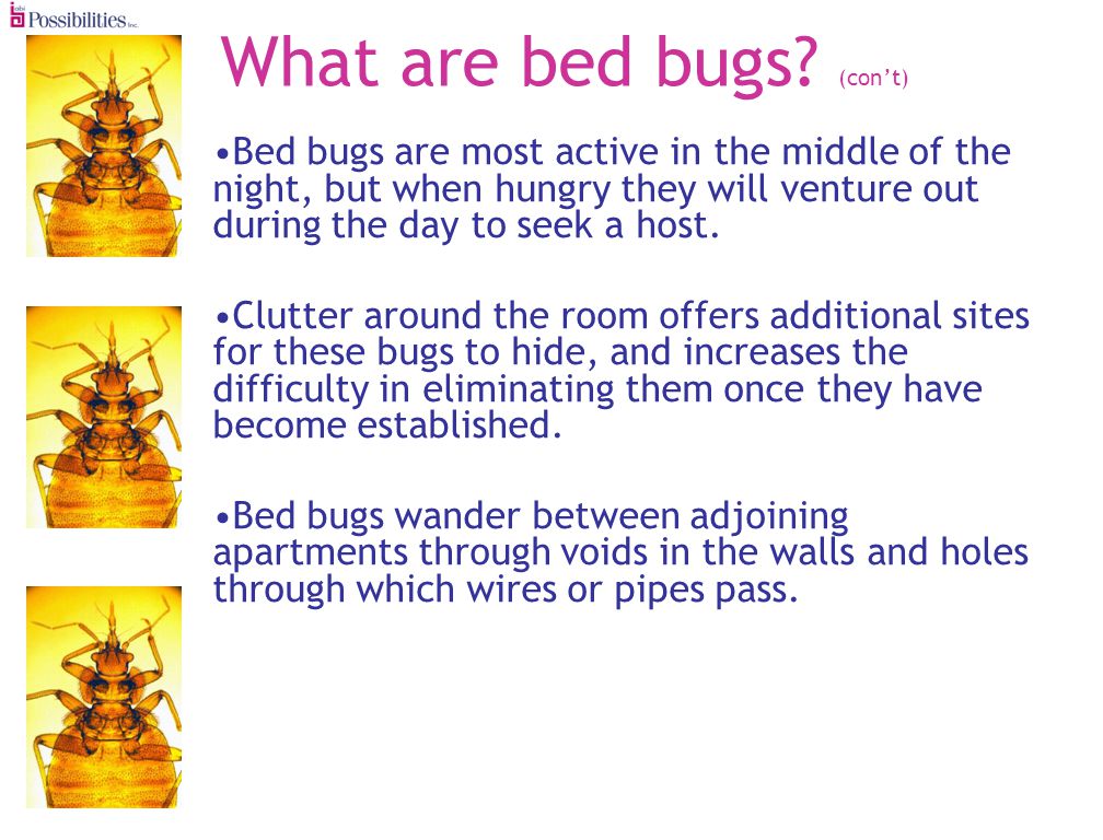 What are bed bugs.