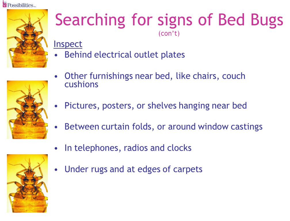 Searching for signs of Bed Bugs (cont) Inspect Behind electrical outlet plates Other furnishings near bed, like chairs, couch cushions Pictures, posters, or shelves hanging near bed Between curtain folds, or around window castings In telephones, radios and clocks Under rugs and at edges of carpets