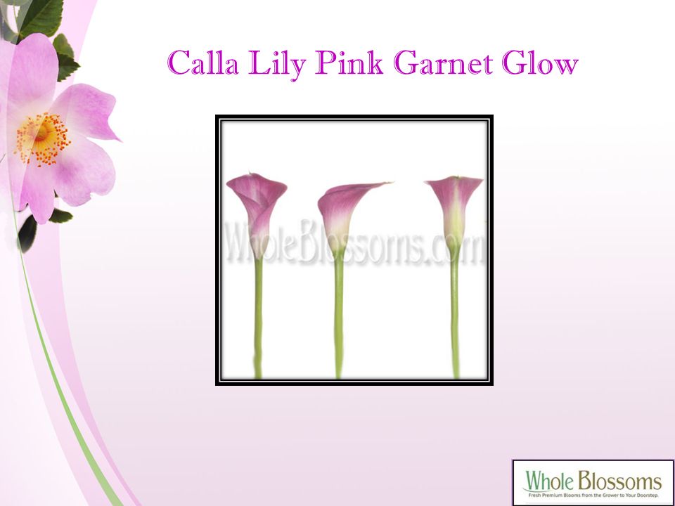 Calla Lily Pink Garnet Glow
