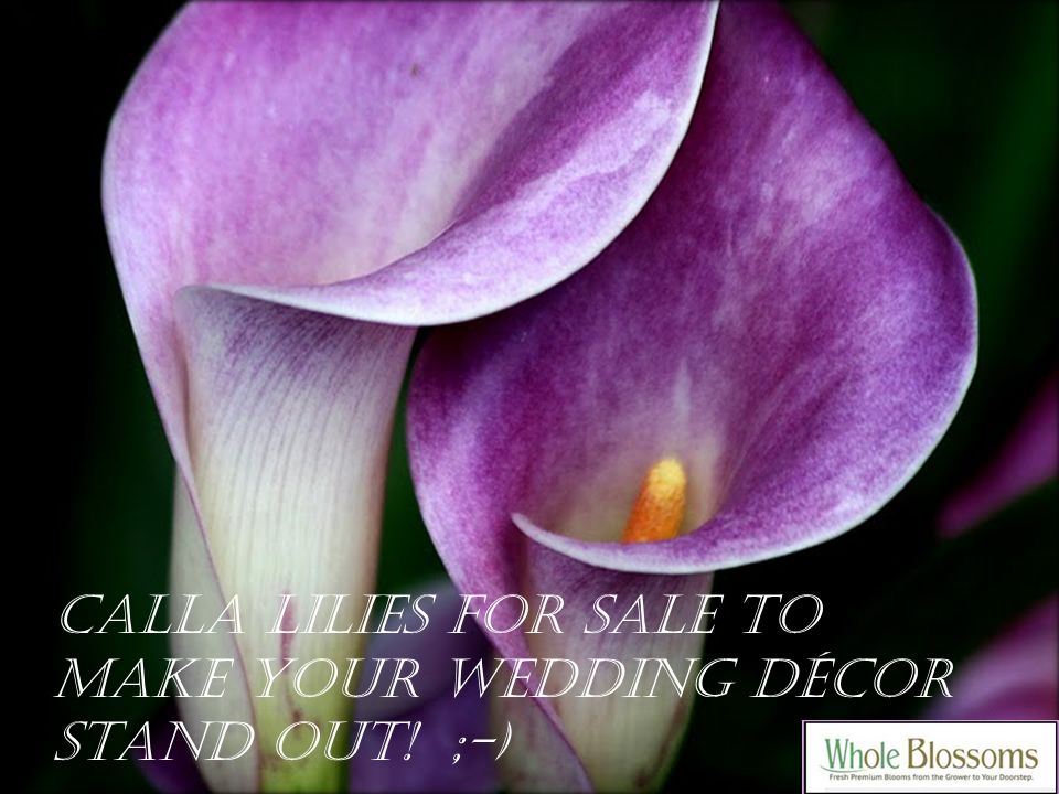 Calla lilies for sale to make your wedding décor stand out! ;-)