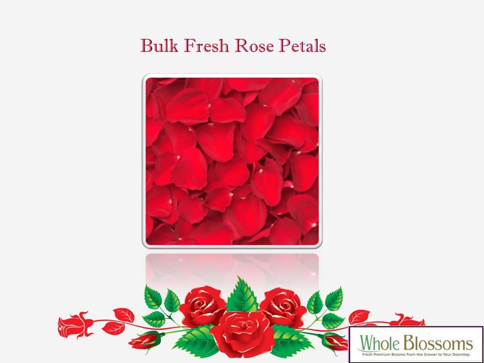 Bulk Fresh Rose Petals