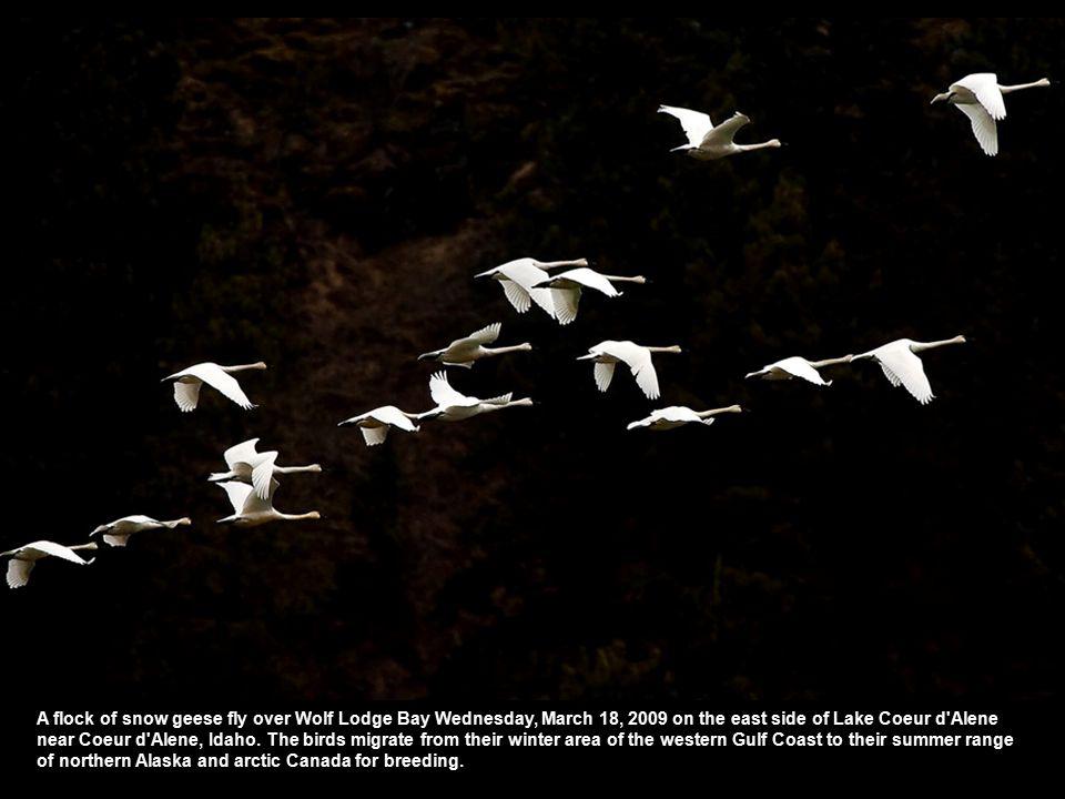 Белые журавли улетающие в небо. Стая птиц. Стая лебедей. Птицы в небе. Стая журавлей.