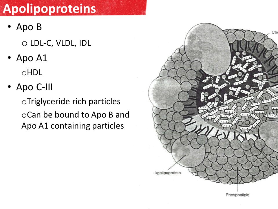 Apolipoproteins Apo B o LDL-C, VLDL, IDL Apo A1 o HDL Apo C-III o Triglyceride rich particles o Can be bound to Apo B and Apo A1 containing particles