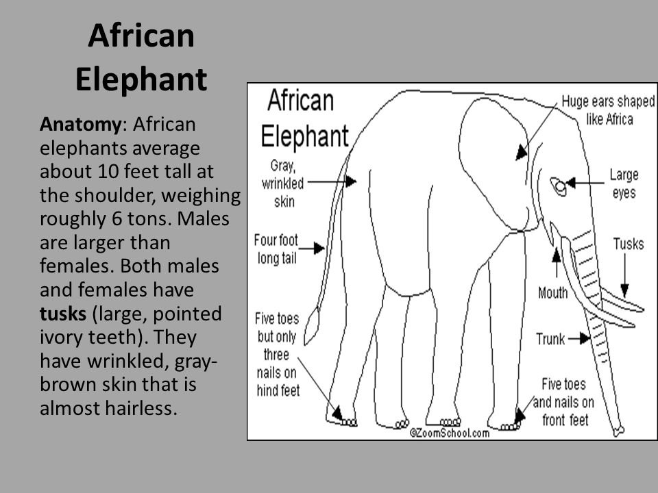 Animal Adaptations: Are All Elephants the Same?. African Elephant The  African Elephant is the largest living land animal. These mammals have very  strong. - ppt download