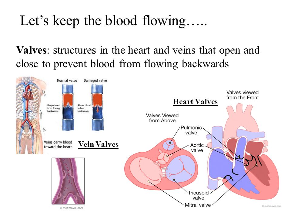 Valves: structures in the heart and veins that open and close to prevent blood from flowing backwards Heart Valves Vein Valves Let’s keep the blood flowing…..