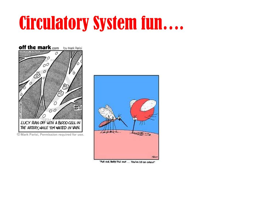 Circulatory System fun….