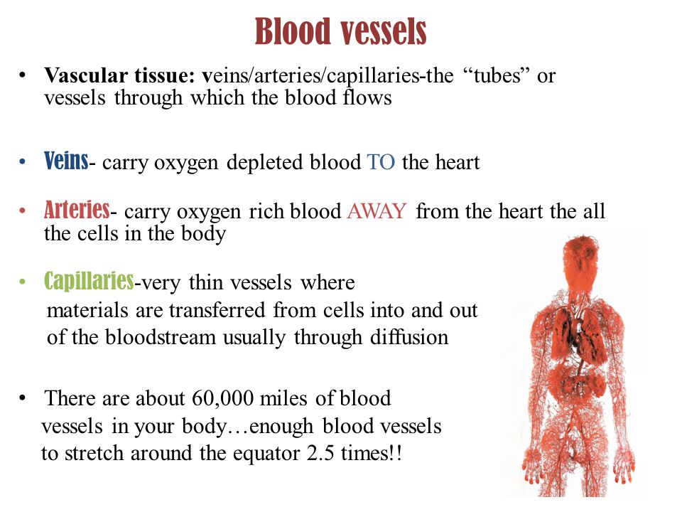 Blood vessels Vascular tissue: veins/arteries/capillaries-the tubes or vessels through which the blood flows Veins - carry oxygen depleted blood TO the heart Arteries - carry oxygen rich blood AWAY from the heart the all the cells in the body Capillaries -very thin vessels where materials are transferred from cells into and out of the bloodstream usually through diffusion There are about 60,000 miles of blood vessels in your body…enough blood vessels to stretch around the equator 2.5 times!!