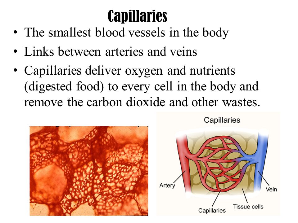 Capillaries The smallest blood vessels in the body Links between arteries and veins Capillaries deliver oxygen and nutrients (digested food) to every cell in the body and remove the carbon dioxide and other wastes.