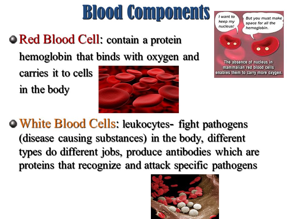 Blood Components Red Blood Cell: contain a protein hemoglobin that binds with oxygen and hemoglobin that binds with oxygen and carries it to cells carries it to cells in the body in the body White Blood Cells: leukocytes - fight pathogens (disease causing substances) in the body, different types do different jobs, produce antibodies which are proteins that recognize and attack specific pathogens