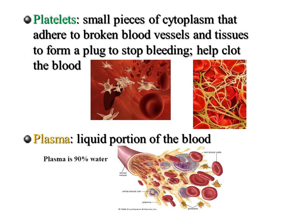 Platelets: small pieces of cytoplasm that adhere to broken blood vessels and tissues to form a plug to stop bleeding; help clot the blood Plasma: liquid portion of the blood Plasma is 90% water