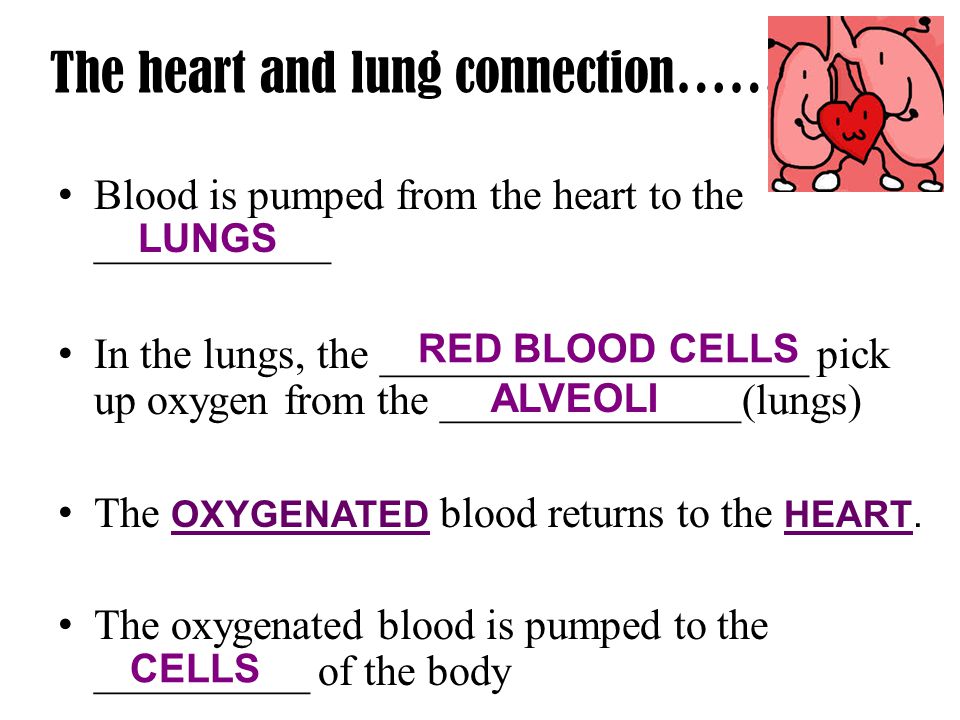 The heart and lung connection…….