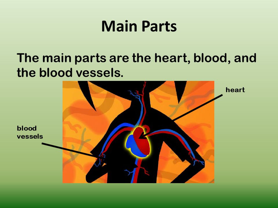 Main Parts The main parts are the heart, blood, and the blood vessels. heart blood vessels