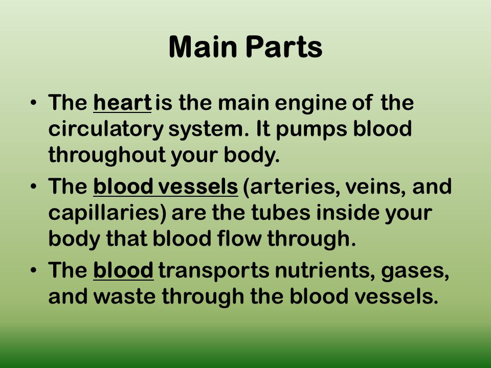 Main Parts The heart is the main engine of the circulatory system.