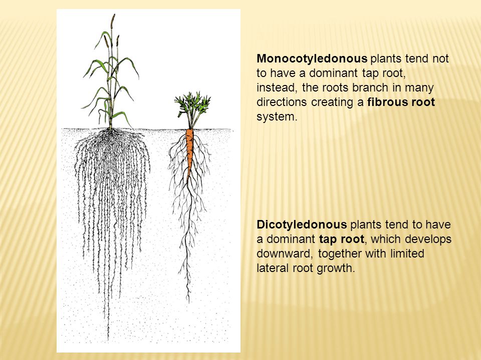 Скорость роста корня
