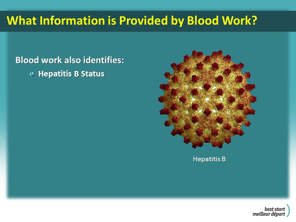 Blood work also identifies: Hepatitis B Status Hepatitis B