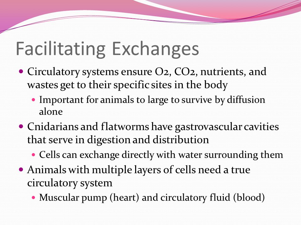 Facilitating Exchanges Circulatory systems ensure O2, CO2, nutrients, and wastes get to their specific sites in the body Important for animals to large to survive by diffusion alone Cnidarians and flatworms have gastrovascular cavities that serve in digestion and distribution Cells can exchange directly with water surrounding them Animals with multiple layers of cells need a true circulatory system Muscular pump (heart) and circulatory fluid (blood)