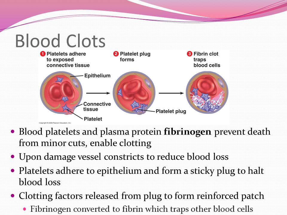 Blood Clots Blood platelets and plasma protein fibrinogen prevent death from minor cuts, enable clotting Upon damage vessel constricts to reduce blood loss Platelets adhere to epithelium and form a sticky plug to halt blood loss Clotting factors released from plug to form reinforced patch Fibrinogen converted to fibrin which traps other blood cells