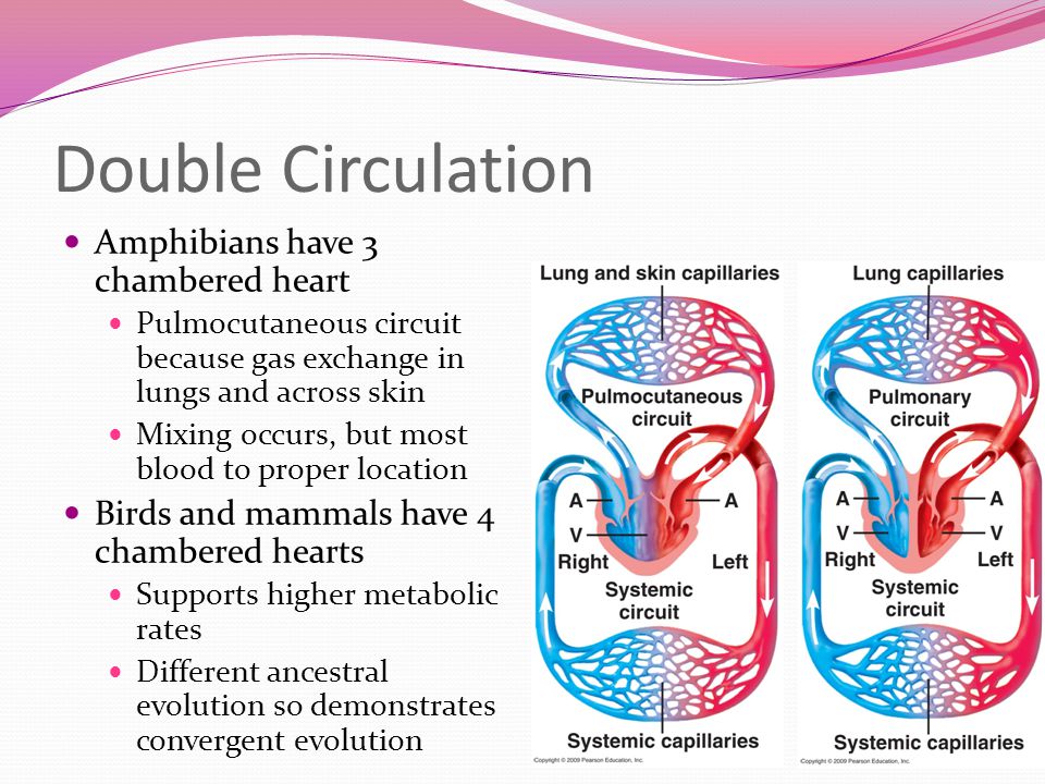Double Circulation Amphibians have 3 chambered heart Pulmocutaneous circuit because gas exchange in lungs and across skin Mixing occurs, but most blood to proper location Birds and mammals have 4 chambered hearts Supports higher metabolic rates Different ancestral evolution so demonstrates convergent evolution