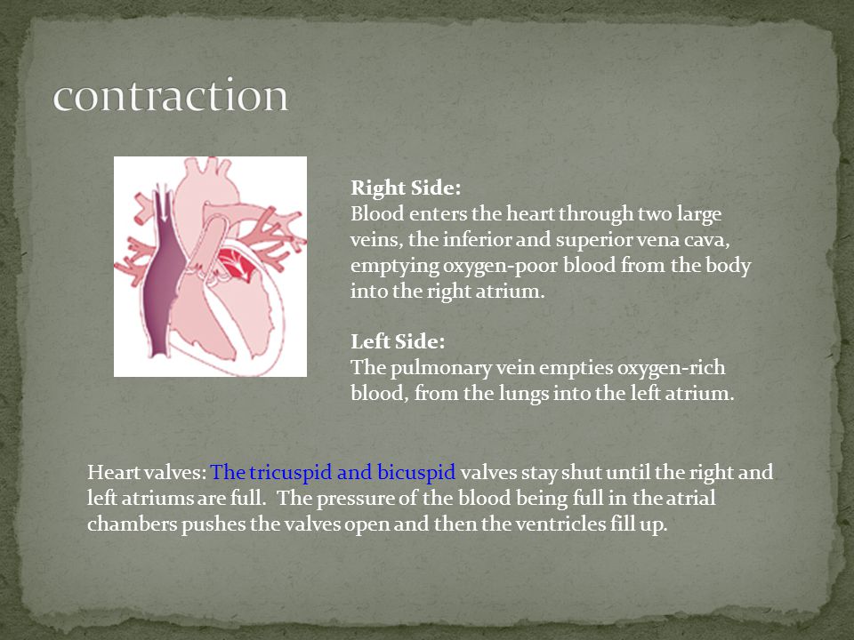 Right Side: Blood enters the heart through two large veins, the inferior and superior vena cava, emptying oxygen-poor blood from the body into the right atrium.