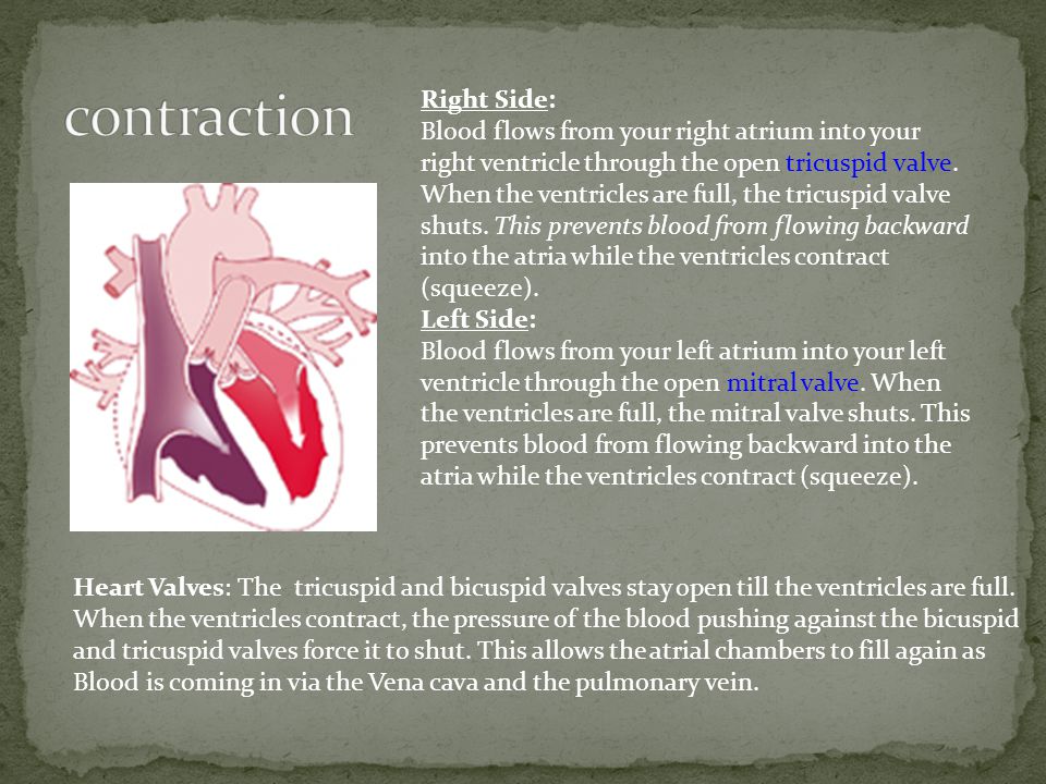 Right Side: Blood flows from your right atrium into your right ventricle through the open tricuspid valve.