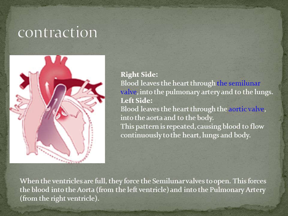 Right Side: Blood leaves the heart through the semilunar valve, into the pulmonary artery and to the lungs.